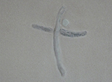 Segni di Terra